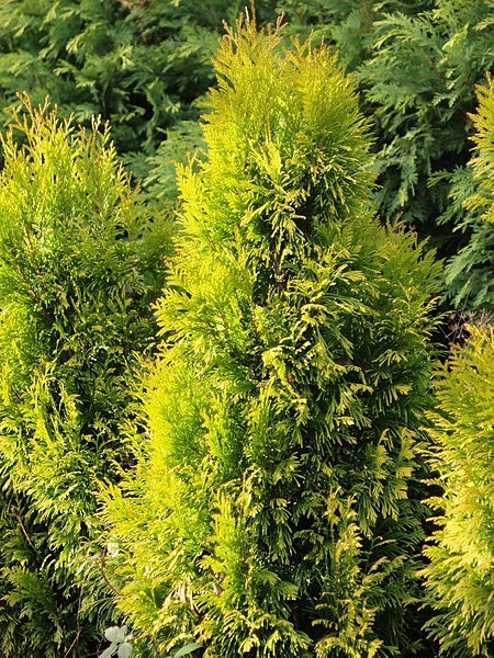 Thuja plicata 'Tiger Gold' 